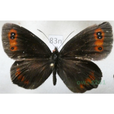 Erebia euryale (Esper, 1805) Górówka euriala Poland83n